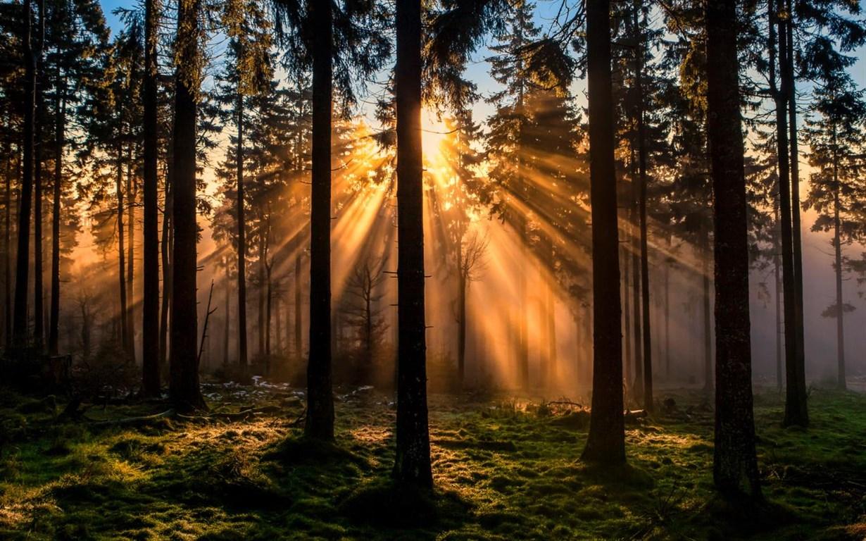 Forest for the Trees